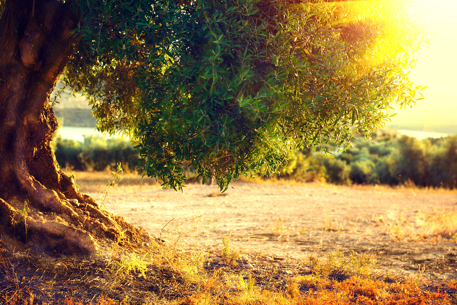 How To Grow Old Leisure Villas Retirement Communities Utah