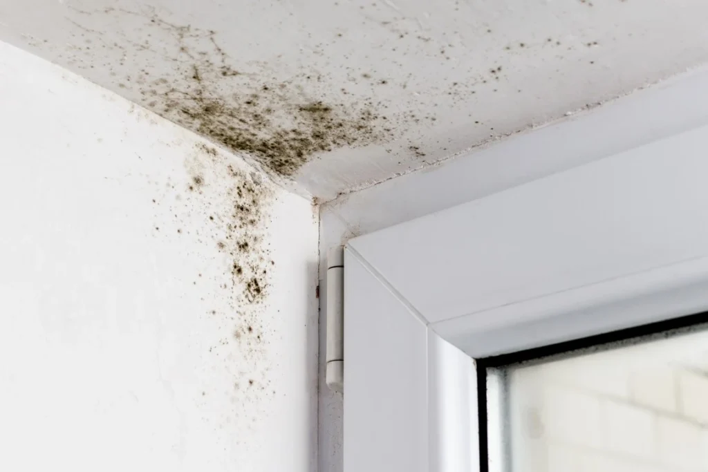 Should You Be Worried About Mold Growth In Your 55+ Community Home? Mold Growth - South Jordan, UT